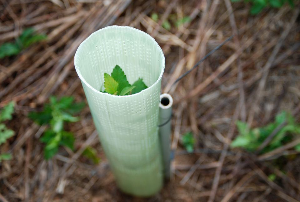 Fidan Koruma Aparatı